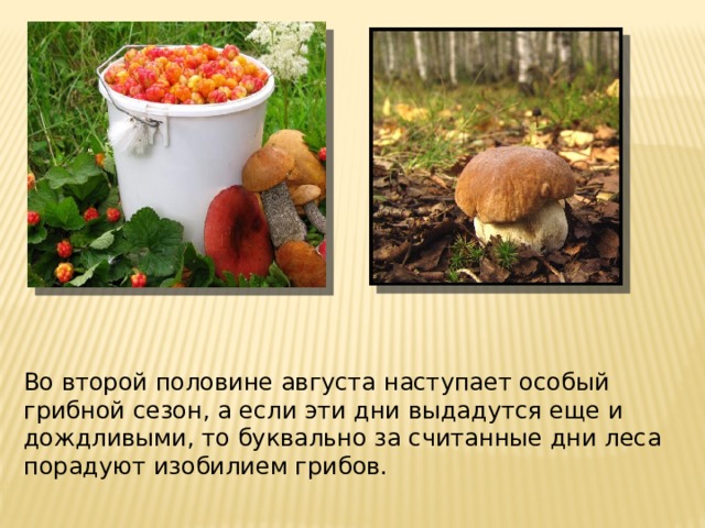 Во второй половине августа наступает особый грибной сезон, а если эти дни выдадутся еще и дождливыми, то буквально за считанные дни леса порадуют изобилием грибов.