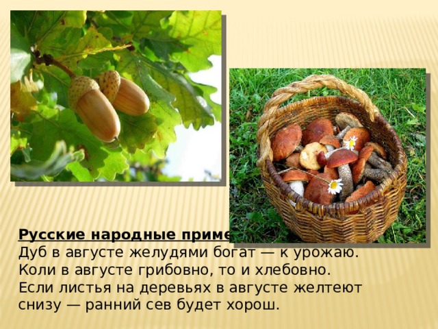 Русские народные приметы. Дуб в августе желудями богат — к урожаю. Коли в августе грибовно, то и хлебовно. Если листья на деревьях в августе желтеют снизу — ранний сев будет хорош.
