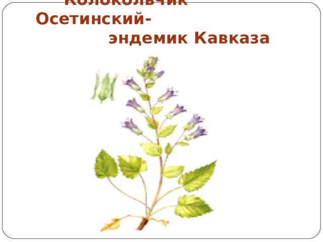 Колокольчик Осетинский-  эндемик Кавказа