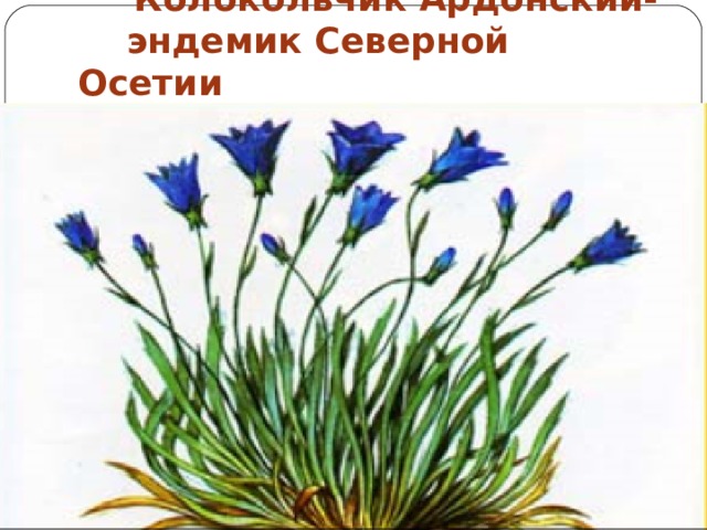 Колокольчик Ардонский-  эндемик Северной Осетии