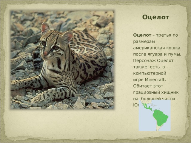 Оцелот    Оцелот  – третья по размерам американская кошка после ягуара и пумы. Персонаж Оцелот также есть в компьютерной игре  Minecraft . Обитает этот грациозный хищник на  большей части Южной Америки.
