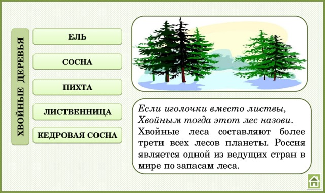 ХВОЙНЫЕ ДЕРЕВЬЯ ЕЛЬ СОСНА ПИХТА Если иголочки вместо листвы, Хвойным тогда этот лес назови. Хвойные леса составляют более трети всех лесов планеты. Россия является одной из ведущих стран в мире по запасам леса. ЛИСТВЕННИЦА КЕДРОВАЯ СОСНА