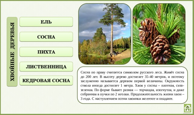 ХВОЙНЫЕ ДЕРЕВЬЯ ЕЛЬ СОСНА ПИХТА ЛИСТВЕННИЦА Сосна по праву считается символом русского леса. Живёт сосна до 200 лет. В высоту дерево достигает 35-40 метров, и поэтому заслуженно называется деревом первой величины. Окружность ствола иногда достигает 1 метра. Хвоя у сосны – плотная, сизо-зеленая. По форме бывает разная — торчащая, изогнутая, и даже собранная в пучки по 2 иголки. Продолжительность жизни хвои – 3 года. С наступлением осени хвоинки желтеют и опадают. КЕДРОВАЯ СОСНА