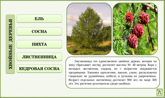 ХВОЙНЫЕ ДЕРЕВЬЯ ЕЛЬ СОСНА ПИХТА ЛИСТВЕННИЦА  Лиственница это единственное хвойное дерево, которое на зиму сбрасывает листву, достигает высоты 30- 40 метров. Кора у молодых лиственниц гладкая, но с возрастом покрывается трещинками. Хвоинки однолетние, мягкие, узкие; расположены спирально на удлинённых побегах и пучками на укороченных. Возраст отдельных лиственниц достигает 900 лет, но чаще 300 лет. Это растение долгожитель среди хвойных.  КЕДРОВАЯ СОСНА