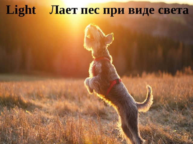 Light  Лает пес при виде света