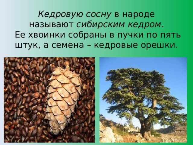 Кедровую сосну  в народе называют  сибирским кедром .  Ее хвоинки собраны в пучки по пять штук, а семена – кедровые орешки.