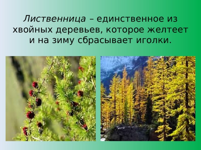 Лиственница  – единственное из хвойных деревьев, которое желтеет и на зиму сбрасывает иголки.