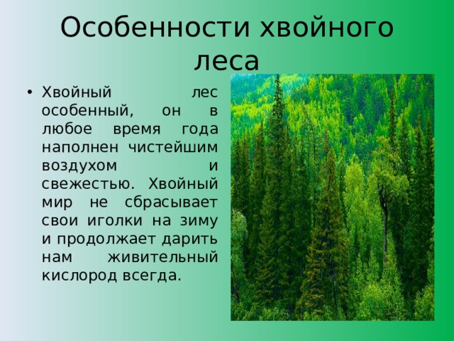 Хвойные информация. Описание хвойного леса. Сообщение про хвойные леса. Лес для презентации. Хвойные леса презентация.