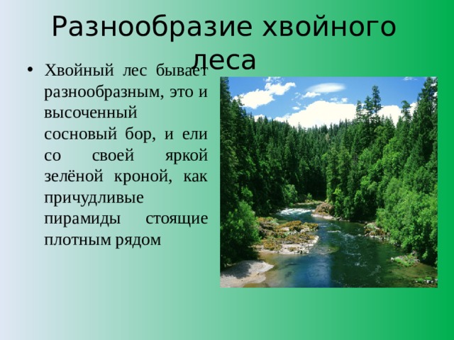 Разнообразие хвойного леса