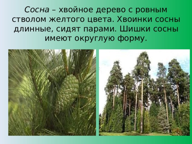 Сосна  – хвойное дерево с ровным стволом желтого цвета. Хвоинки сосны длинные, сидят парами. Шишки сосны имеют округлую форму.