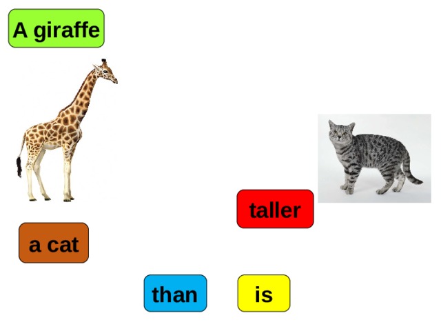 A giraffe taller a cat than is