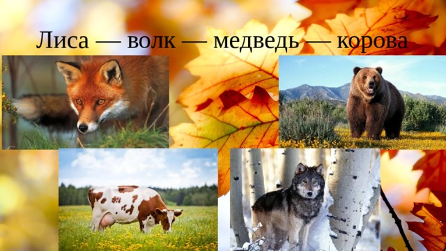Лиса — волк — медведь — корова 