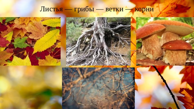 Листья — грибы — ветки — корни