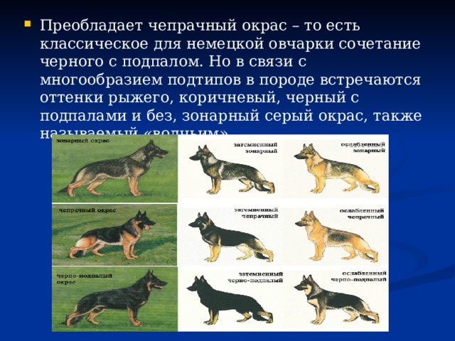 Преобладает чепрачный окрас – то есть классическое для немецкой овчарки сочетание черного с подпалом. Но в связи с многообразием подтипов в породе встречаются оттенки рыжего, коричневый, черный с подпалами и без, зонарный серый окрас, также называемый «волчьим».