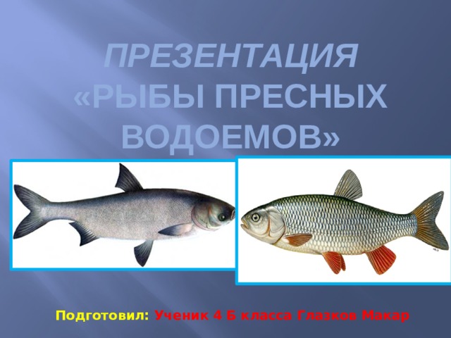 Презентация  «Рыбы пресных водоемов»  Подготовил:  Ученик 4 Б класса Глазков Макар