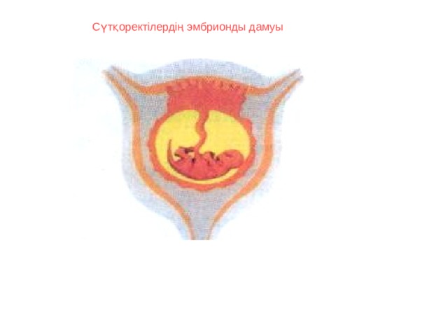 Сүтқоректілердің эмбрионды дамуы