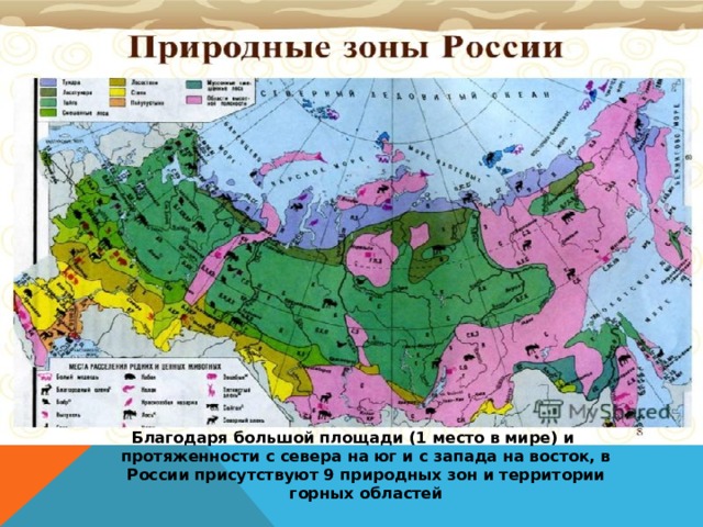Благодаря большой площади (1 место в мире) и протяженности с севера на юг и с запада на восток, в России присутствуют 9 природных зон и территории горных областей