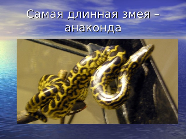 Самая длинная змея – анаконда