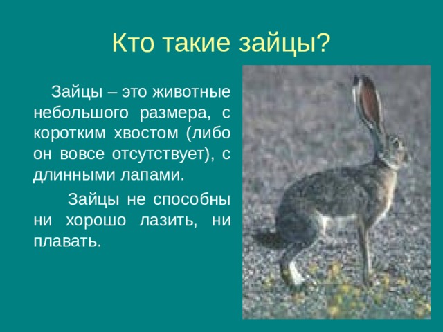 Зайцы – это животные небольшого размера, с коротким хвостом (либо он вовсе отсутствует), с длинными лапами.  Зайцы не способны ни хорошо лазить, ни плавать.