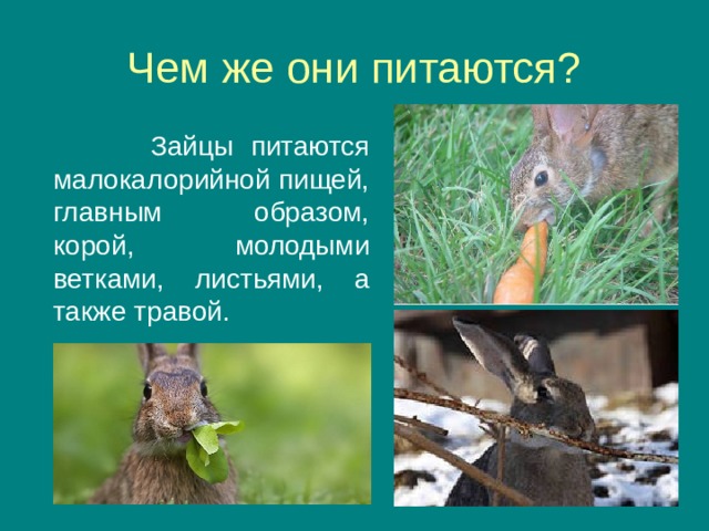 Зайцы питаются малокалорийной пищей, главным образом, корой, молодыми ветками, листьями, а также травой.