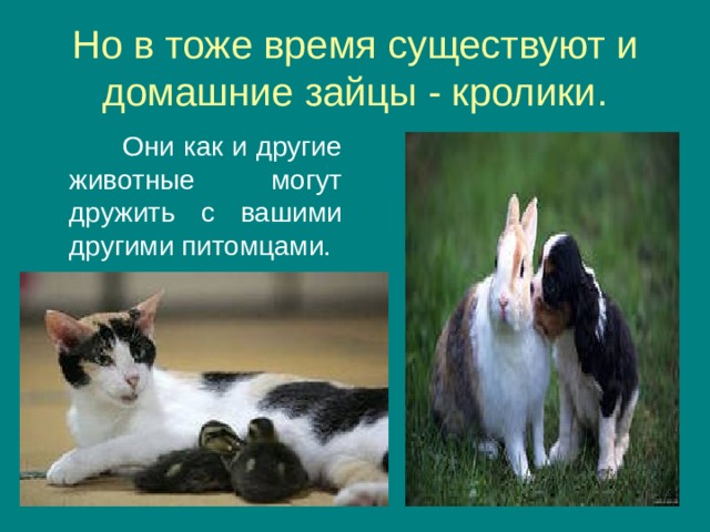 Но в тоже время существуют и домашние зайцы - кролики.  Они как и другие животные могут дружить с вашими другими питомцами.