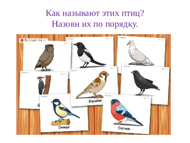 Как называют этих птиц?  Назови их по порядку.