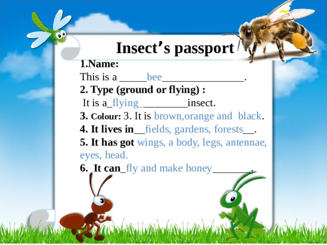 Insect ’ s passport 1.Name:  This is a _____ bee _______________. 2. Type (ground or flying) :  It is a_ flying_ ________insect. 3. Colour:  3. It is brown,orange and black . 4. It lives in __ fields, gardens, forests __. 5. It has got wings, a body, legs, antennae, eyes, head. 6. It can _ fly and make honey _______.