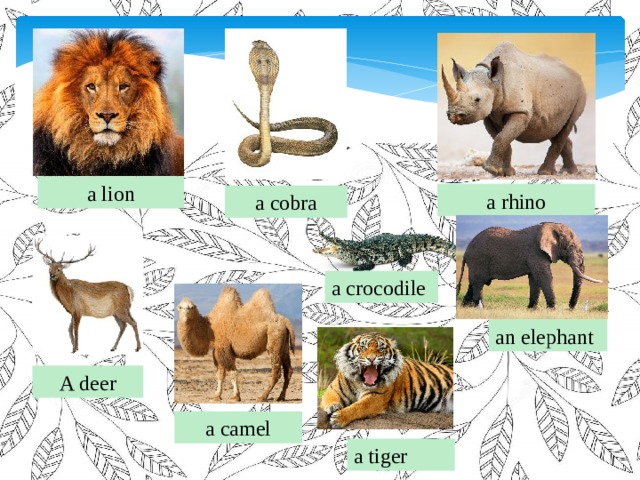 a cobra a rhino a lion a crocodile an elephant A deer a camel a tiger