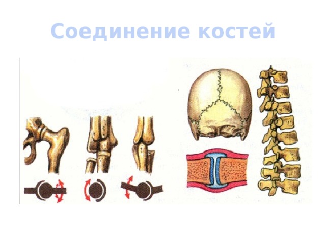Соединение костей