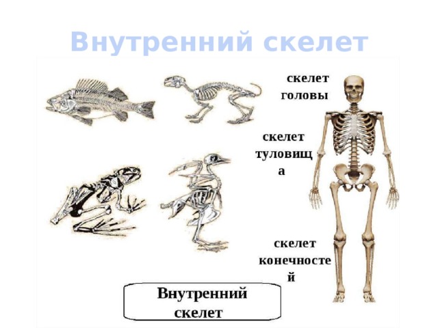Внутренний скелет