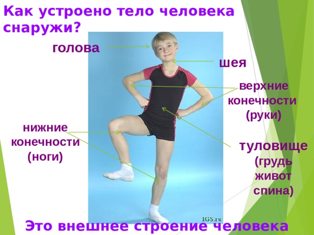 Как устроено тело человека снаружи? голова шея верхние конечности (руки) нижние конечности (ноги) туловище (грудь живот спина) Это внешнее строение человека