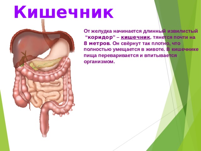 Кишечник От желудка начинается длинный извилистый “ коридор ” – кишечник . тянется почти на 8 метров .  Он свёрнут так плотно, что полностью умещается в животе. В  кишечнике пища переваривается и впитывается организмом.