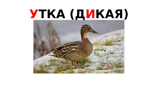 У ТКА (Д И КАЯ)