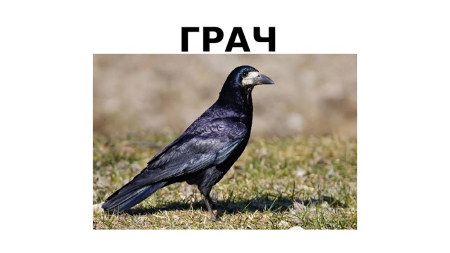 ГРАЧ