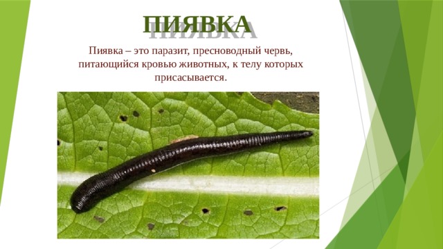 ПИЯВКА Пиявка – это паразит, пресноводный червь, питающийся кровью животных, к телу которых присасывается.