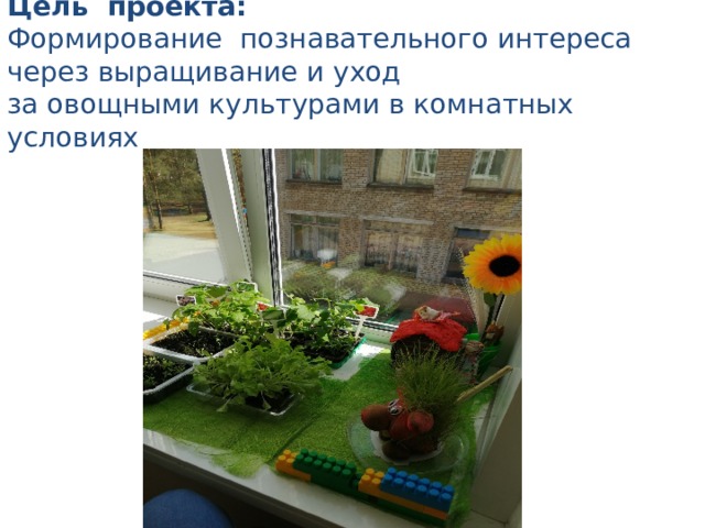 Цель проекта: Формирование познавательного интереса через выращивание и уход за овощными культурами в комнатных условиях