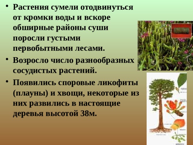 Растения сумели отодвинуться от кромки воды и вскоре обширные районы суши поросли густыми первобытными лесами. Возросло число разнообразных сосудистых растений. Появились споровые ликофиты (плауны) и хвощи, некоторые из них развились в настоящие деревья высотой 38м.