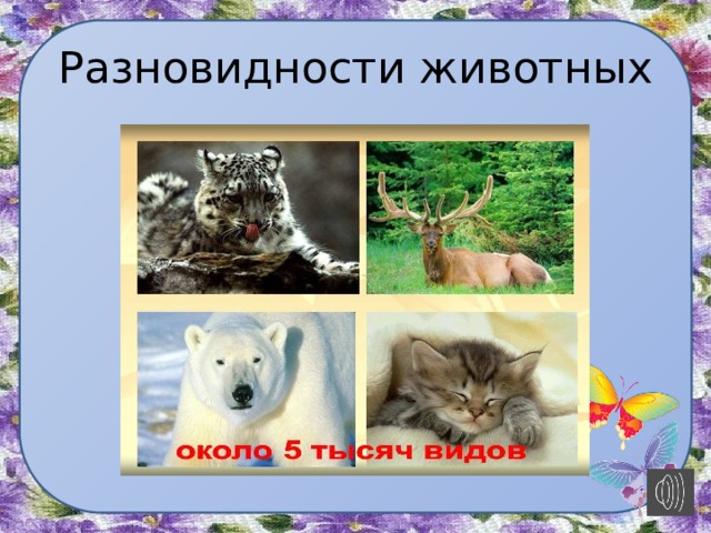 Разновидности животных