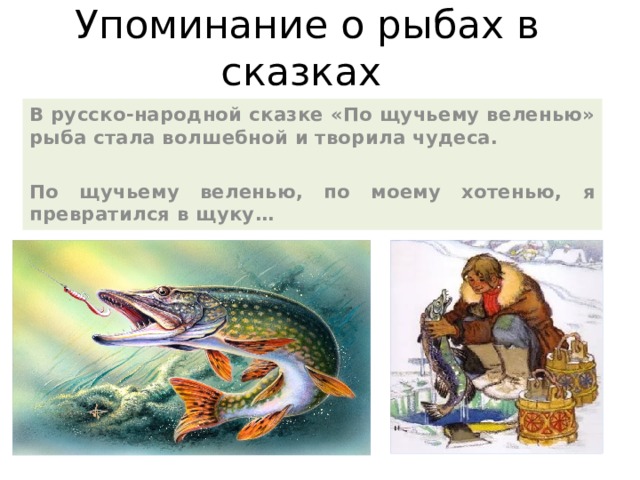 Упоминание о рыбах в сказках В русско-народной сказке «По щучьему веленью» рыба стала волшебной и творила чудеса.  По щучьему веленью, по моему хотенью, я превратился в щуку…