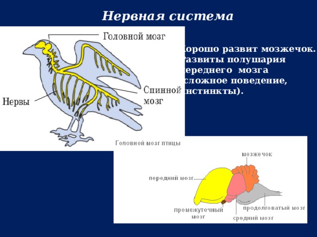 Нервная система Хорошо развит мозжечок. Развиты полушария переднего мозга (сложное поведение, инстинкты).