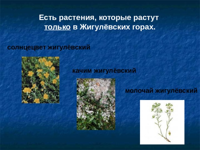 Есть растения, которые растут  только в Жигулёвских горах. солнцецвет жигулёвский качим жигулёвский молочай жигулёвский