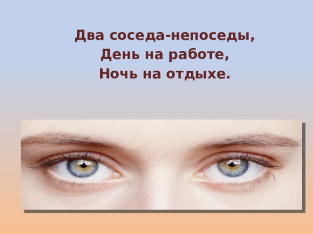 Два соседа-непоседы, День на работе, Ночь на отдыхе.