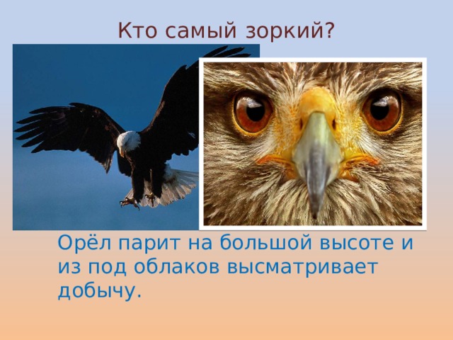 Кто самый зоркий?   Орёл парит на большой высоте и из под облаков высматривает добычу.