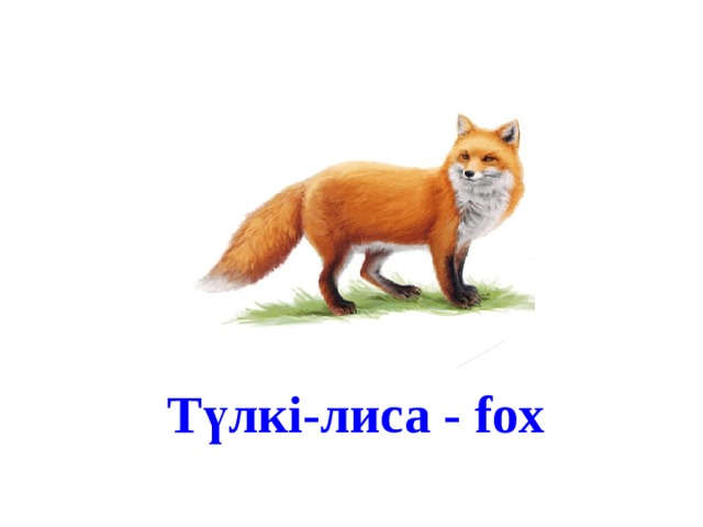 Түлкі-лиса - fox