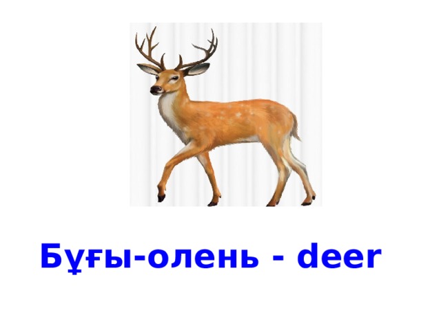 Бұғы-олень - deer