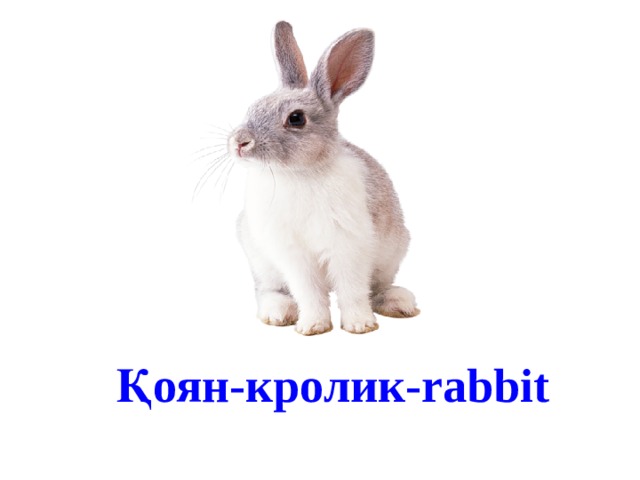 Қоян-кролик-rabbit