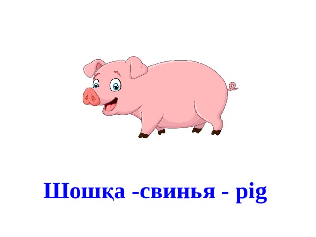 Шошқа -свинья - pig