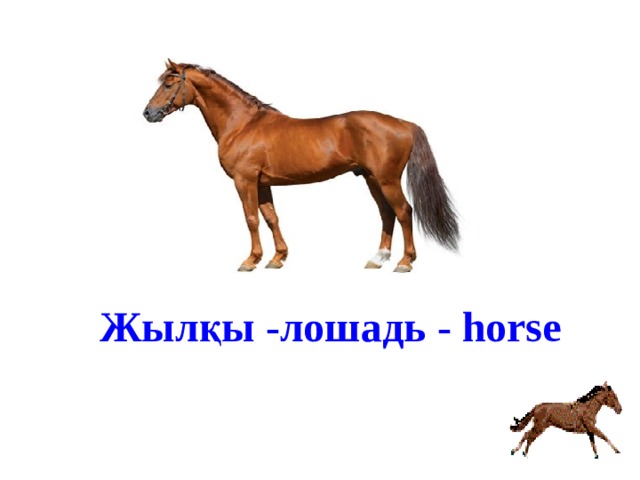 Жылқы -лошадь - horse