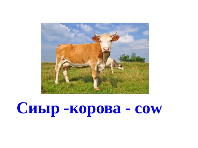 Сиыр -корова - cow