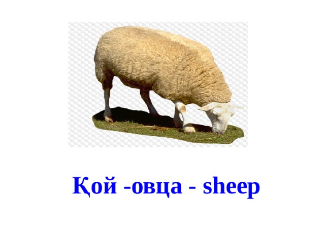 Қой -овца - sheep